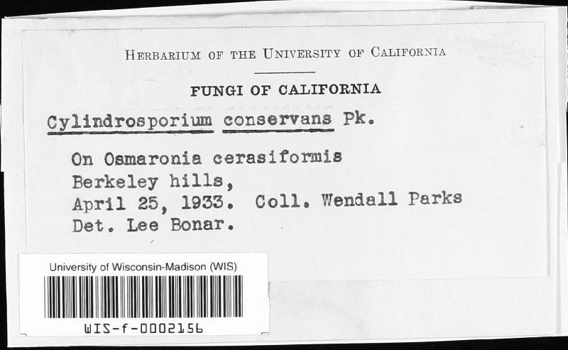 Phloeosporella conservans image