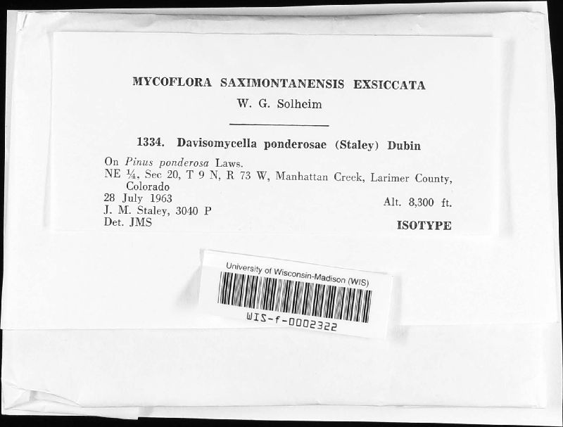 Davisomycella ponderosae image