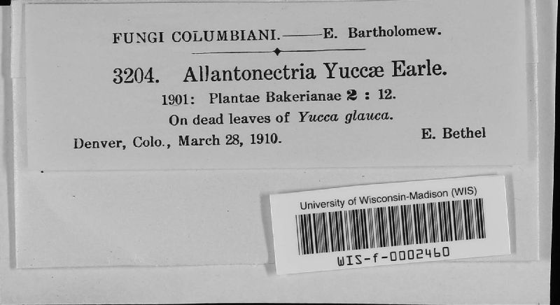 Allantonectria yuccae image