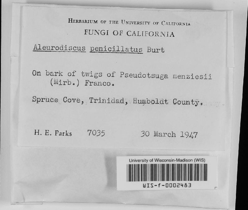 Aleurodiscus penicillatus image