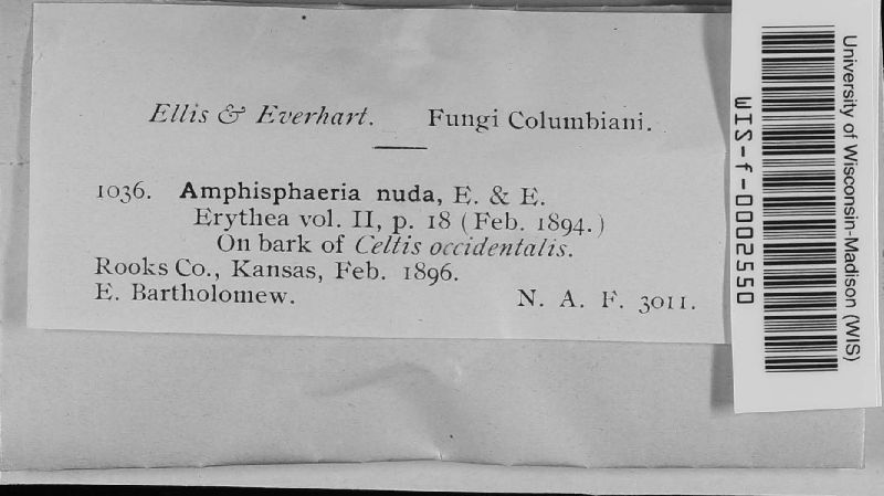 Amphisphaeria nuda image