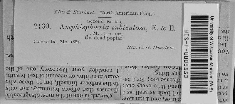 Amphisphaeria subiculosa image