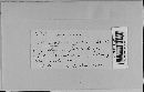 Alternaria solani image
