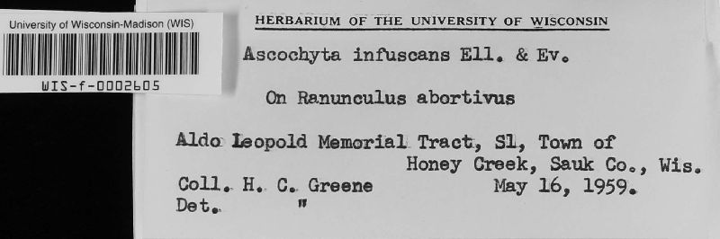 Ascochyta infuscans image