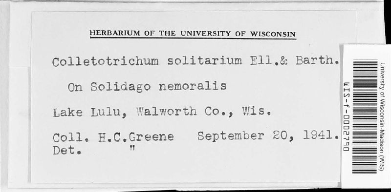 Colletotrichum solitarium image