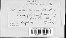 Coleosporium asterum image