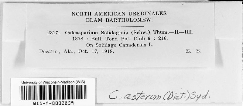 Coleosporium solidaginis image