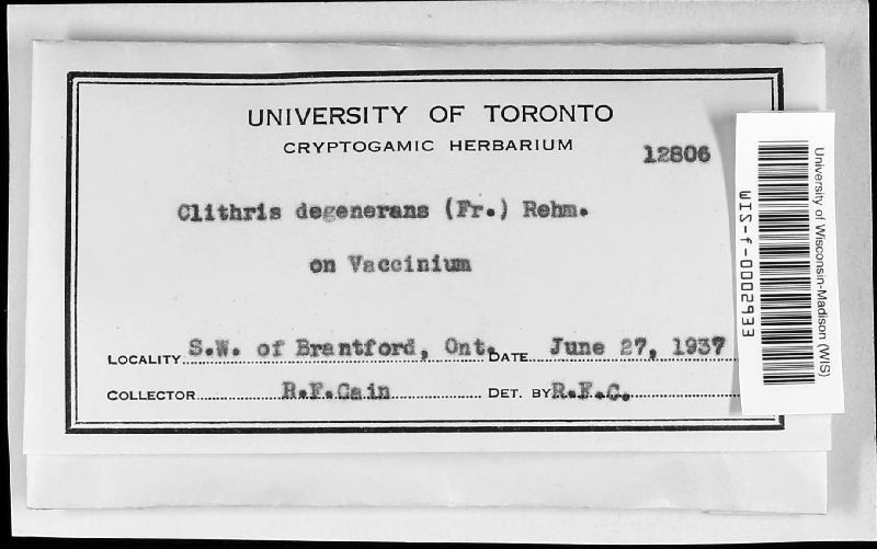 Clithris degenerans image