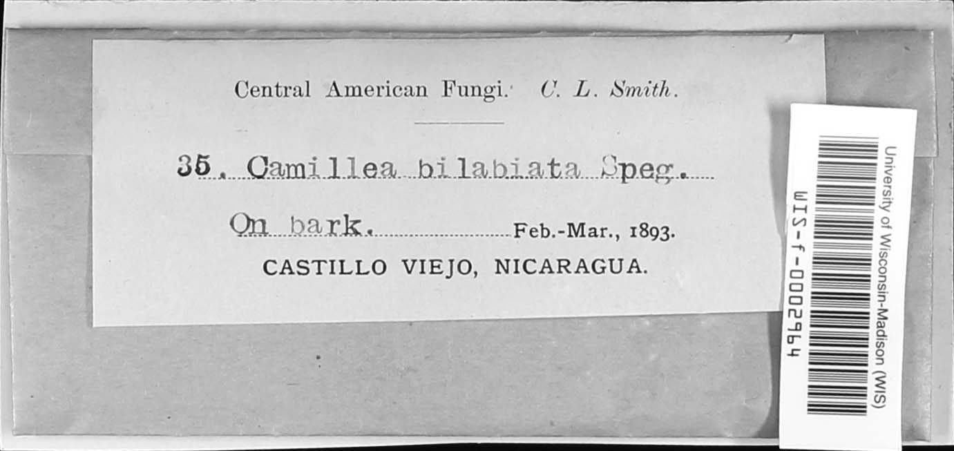 Camillea bilabiata image