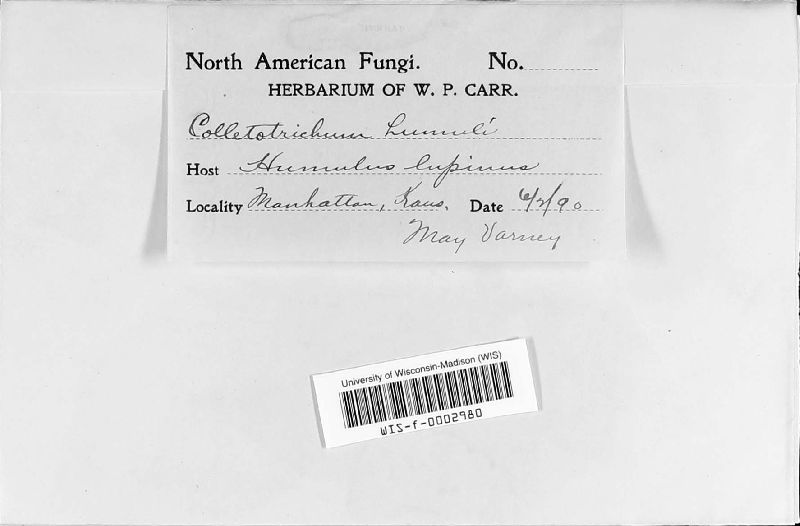 Colletotrichum humuli image