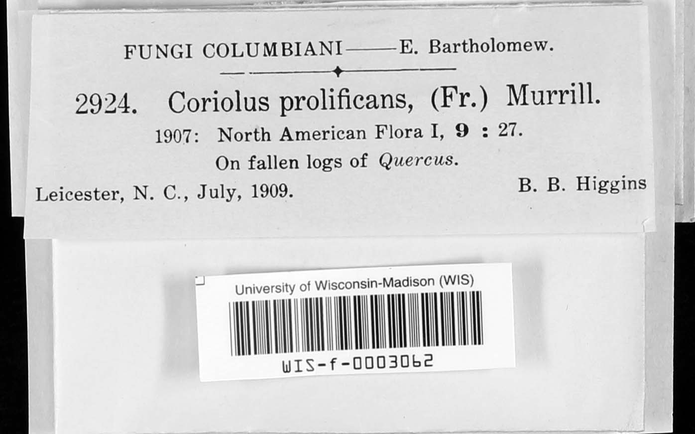 Coriolus prolificans image