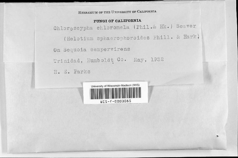 Gelatinodiscaceae image