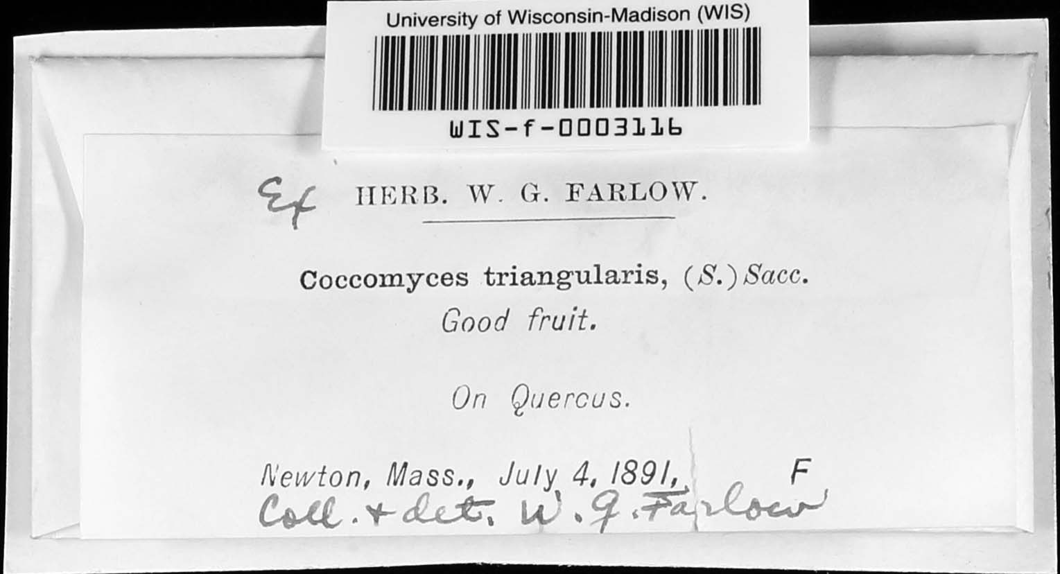Coccomyces triangularis image