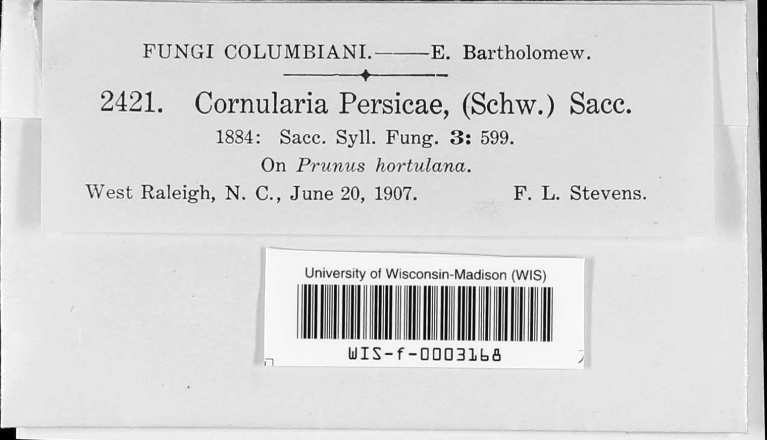 Cornularia image