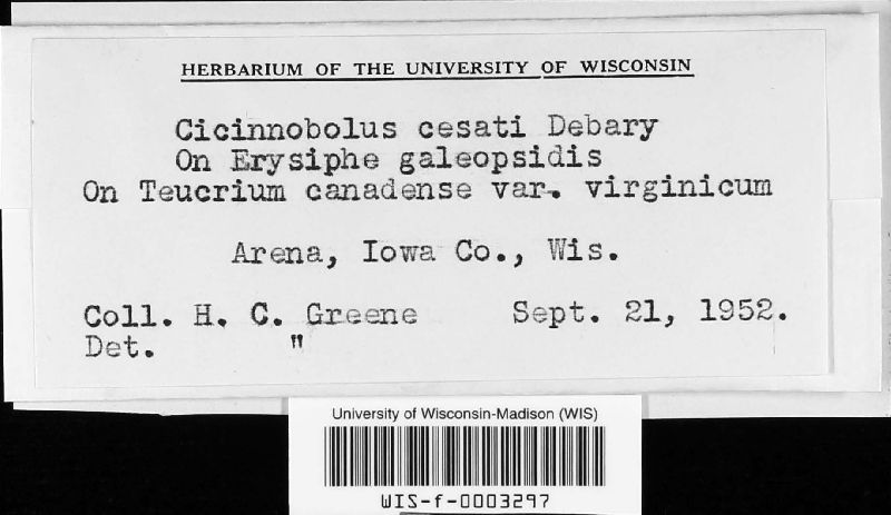 Cicinnobolus image