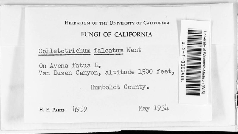 Colletotrichum falcatum image