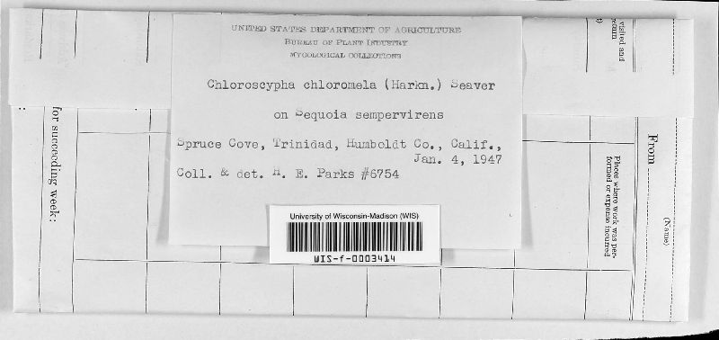Gelatinodiscaceae image