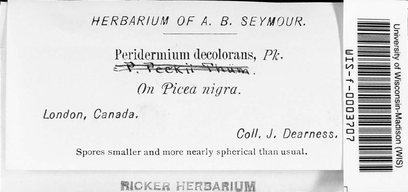 Peridermium decolorans image