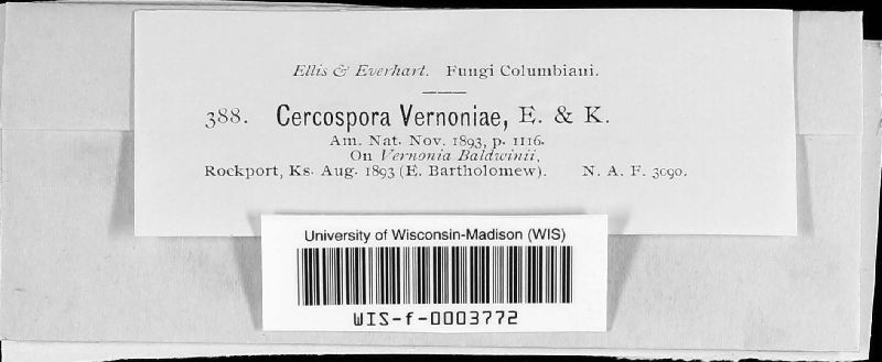 Cercospora vernoniae image
