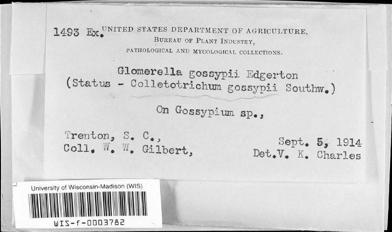 Colletotrichum gossypii image