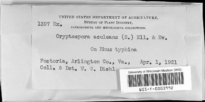 Synnemasporella aculeans image