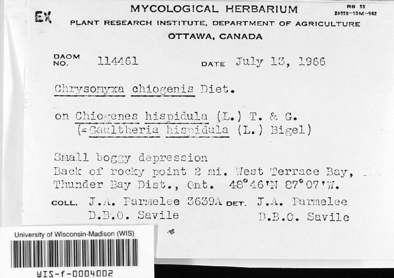 Chrysomyxa image