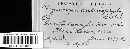 Chrysomyxa arctostaphyli image