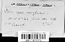 Claviceps purpurea image