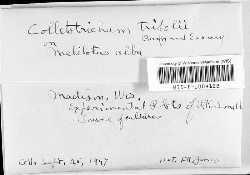 Colletotrichum trifolii image