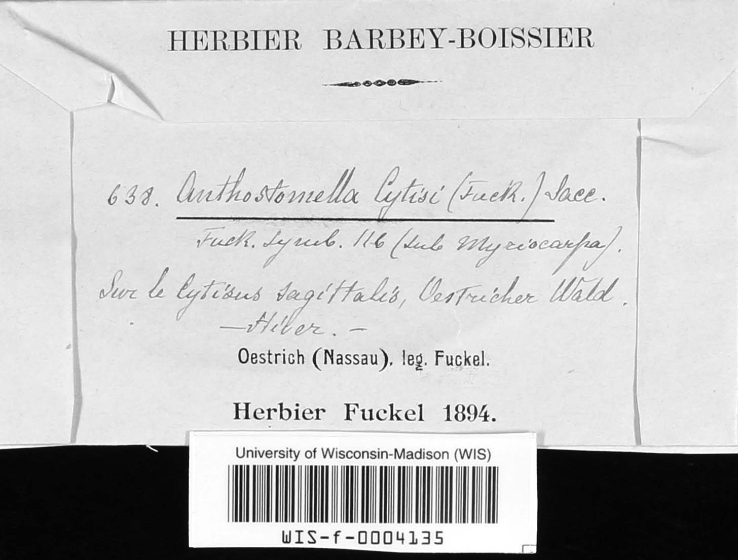Discosphaerina cytisi image