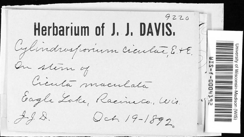 Ramularia cicutae image