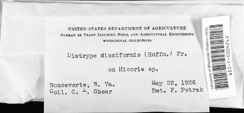 Diatrype disciformis image