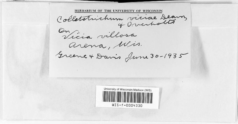 Colletotrichum viciae image