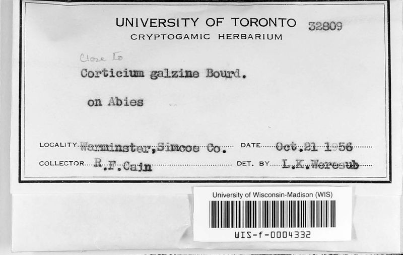 Corticium galzinii image