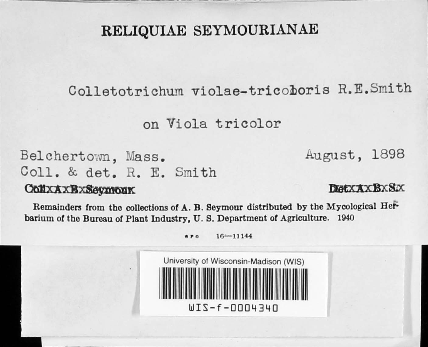 Colletotrichum violae-tricoloris image