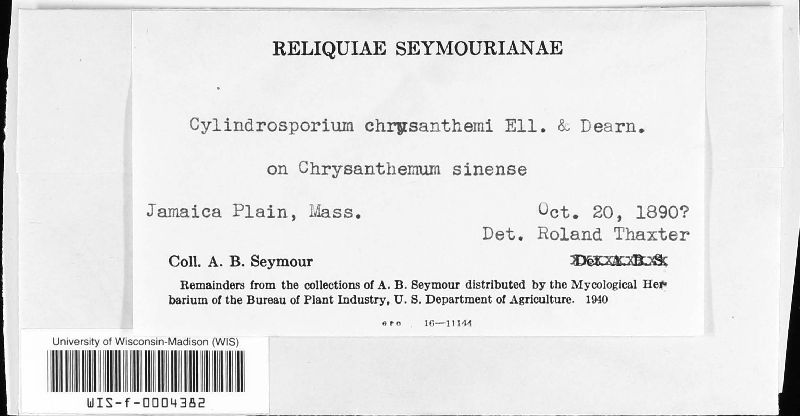 Entylomella chrysanthemi image