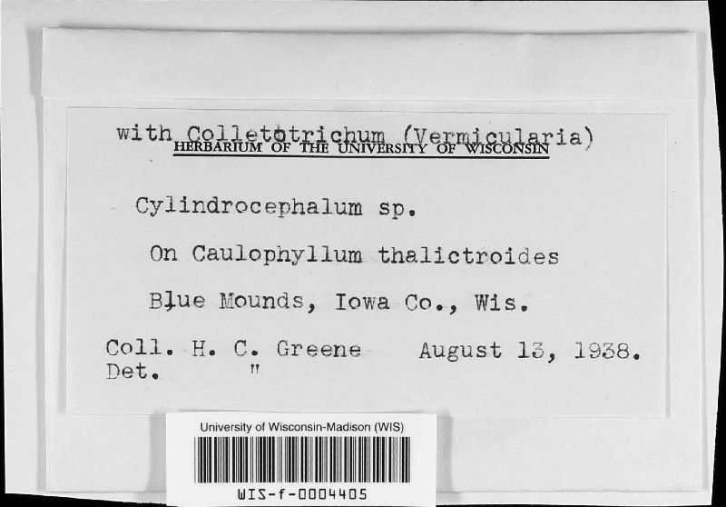 Cylindrocephalum image