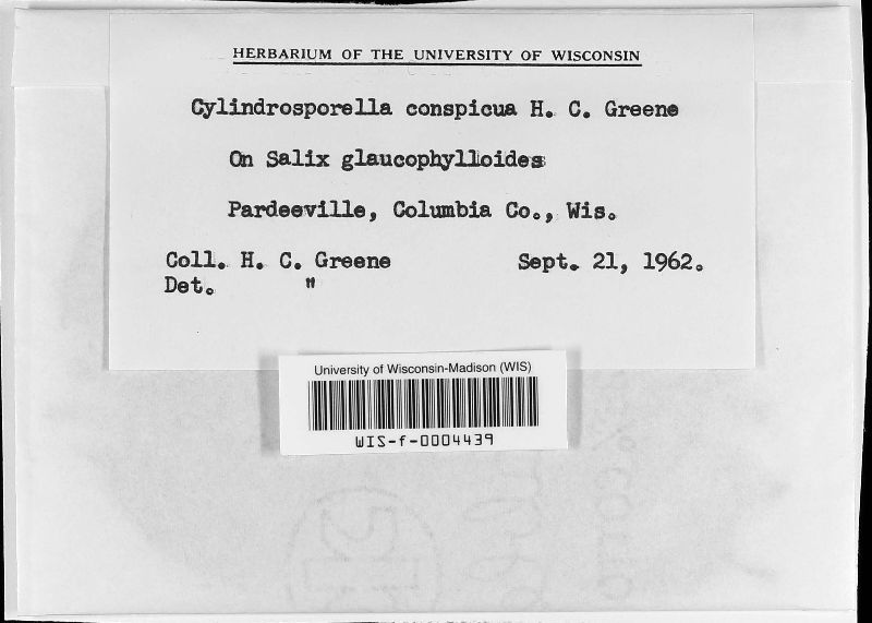 Cylindrosporella image