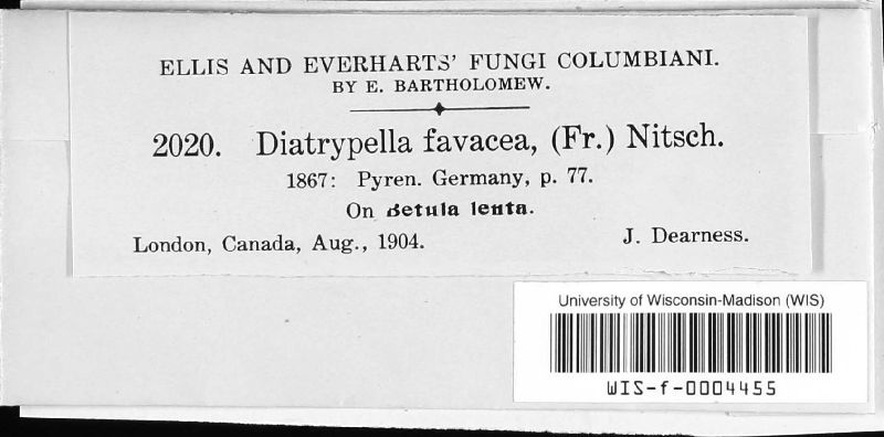Diatrypella favacea image