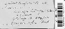 Cyathus striatus image