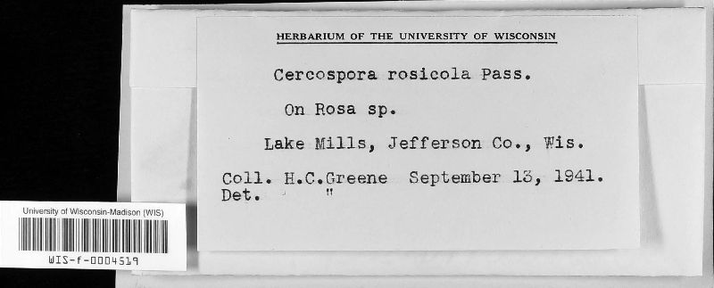 Cercospora rosicola image
