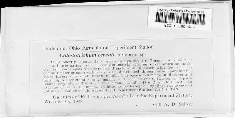 Colletotrichum cereale image