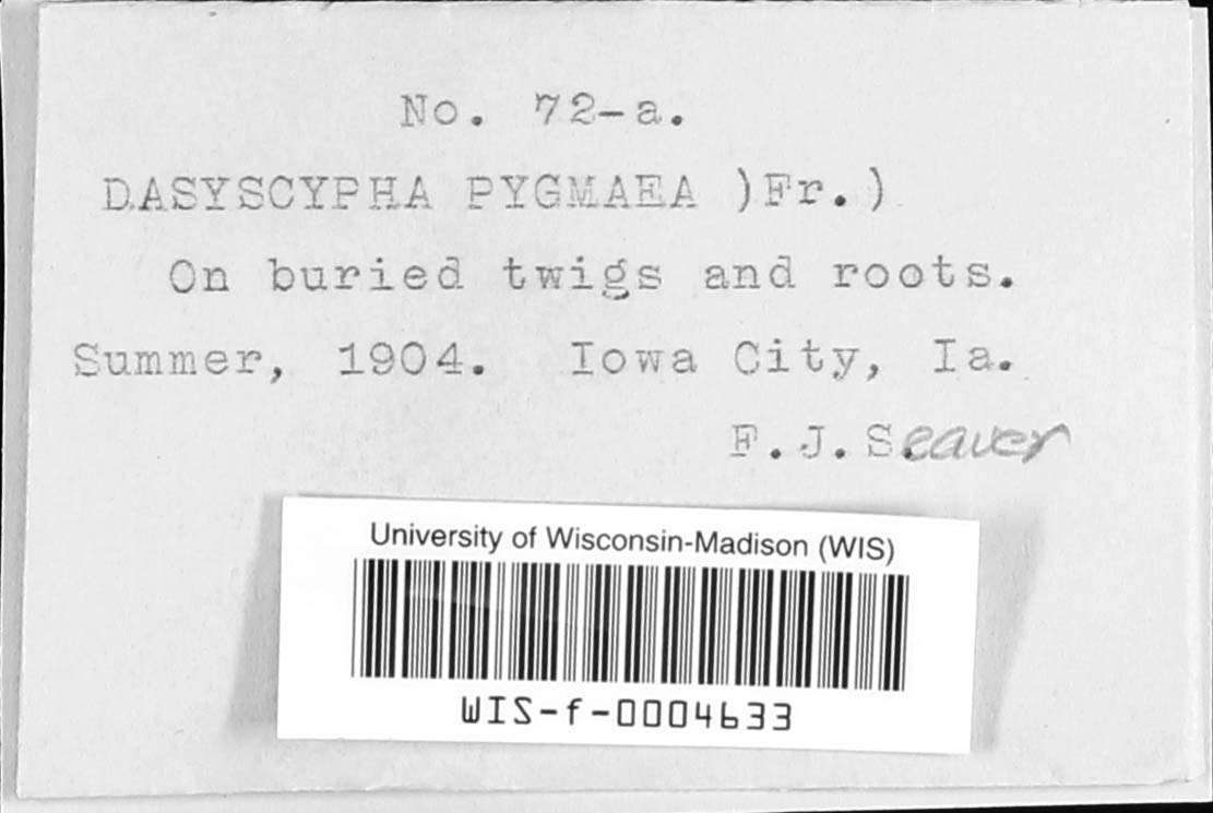 Dasyscypha pygmaeus image