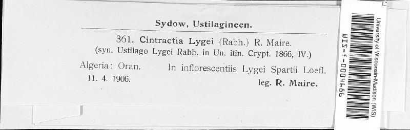 Cintractia lygei image