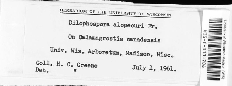 Dilophospora alopecuri image