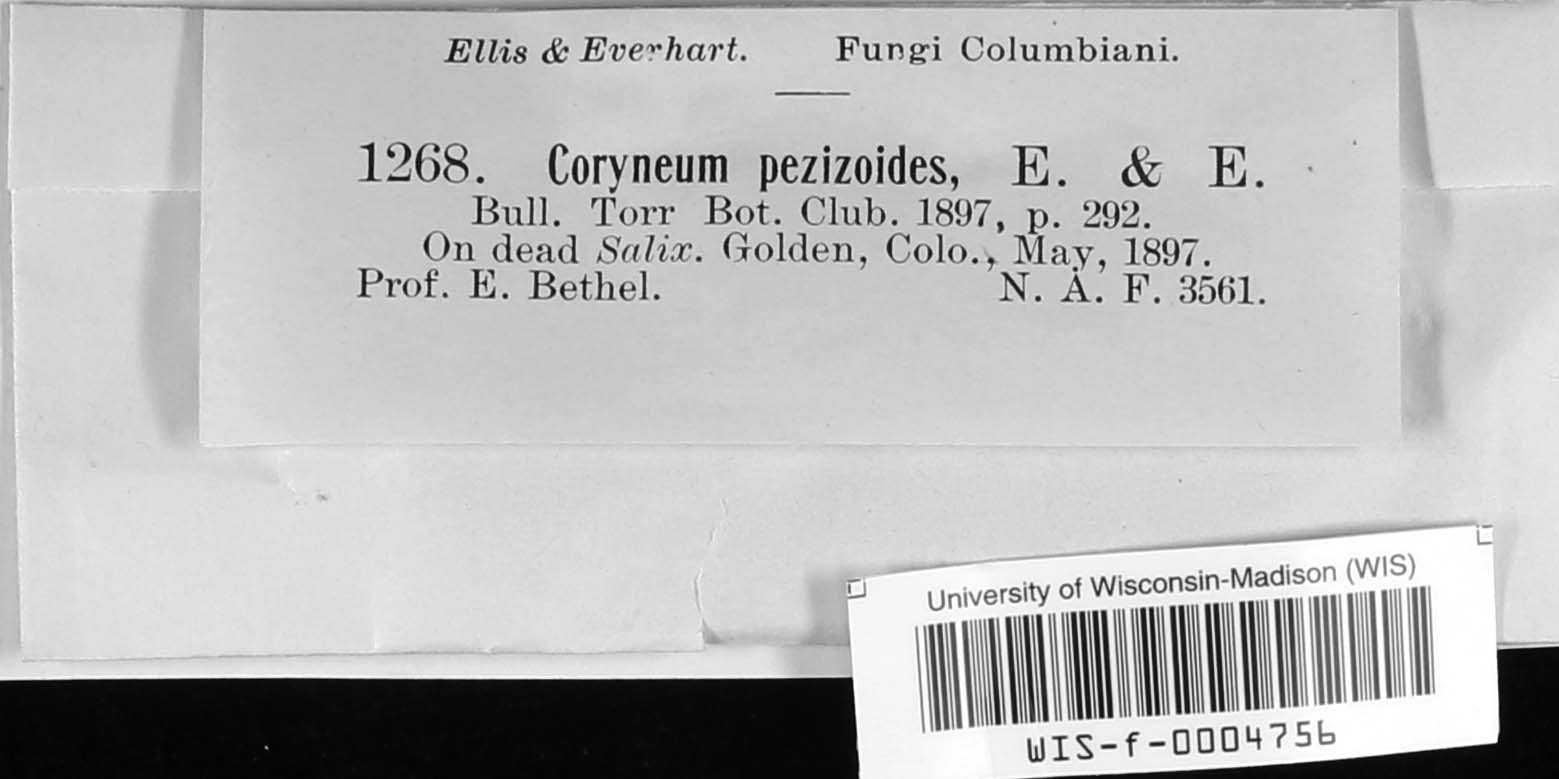 Coryneum pezizoides image