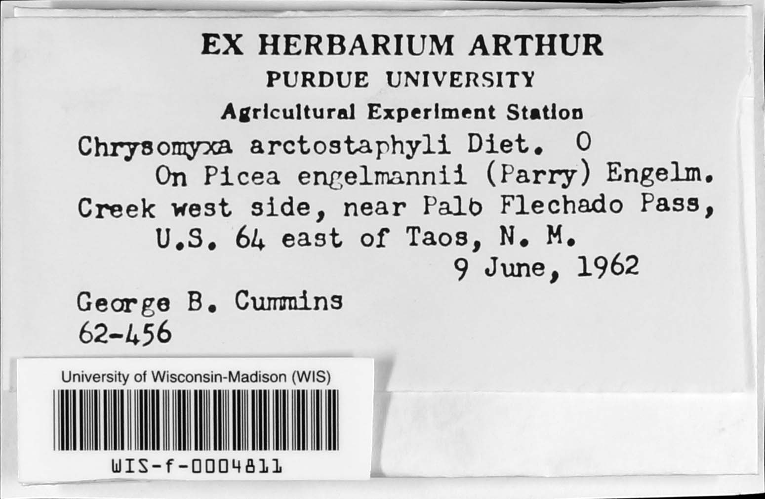 Chrysomyxa arctostaphyli image
