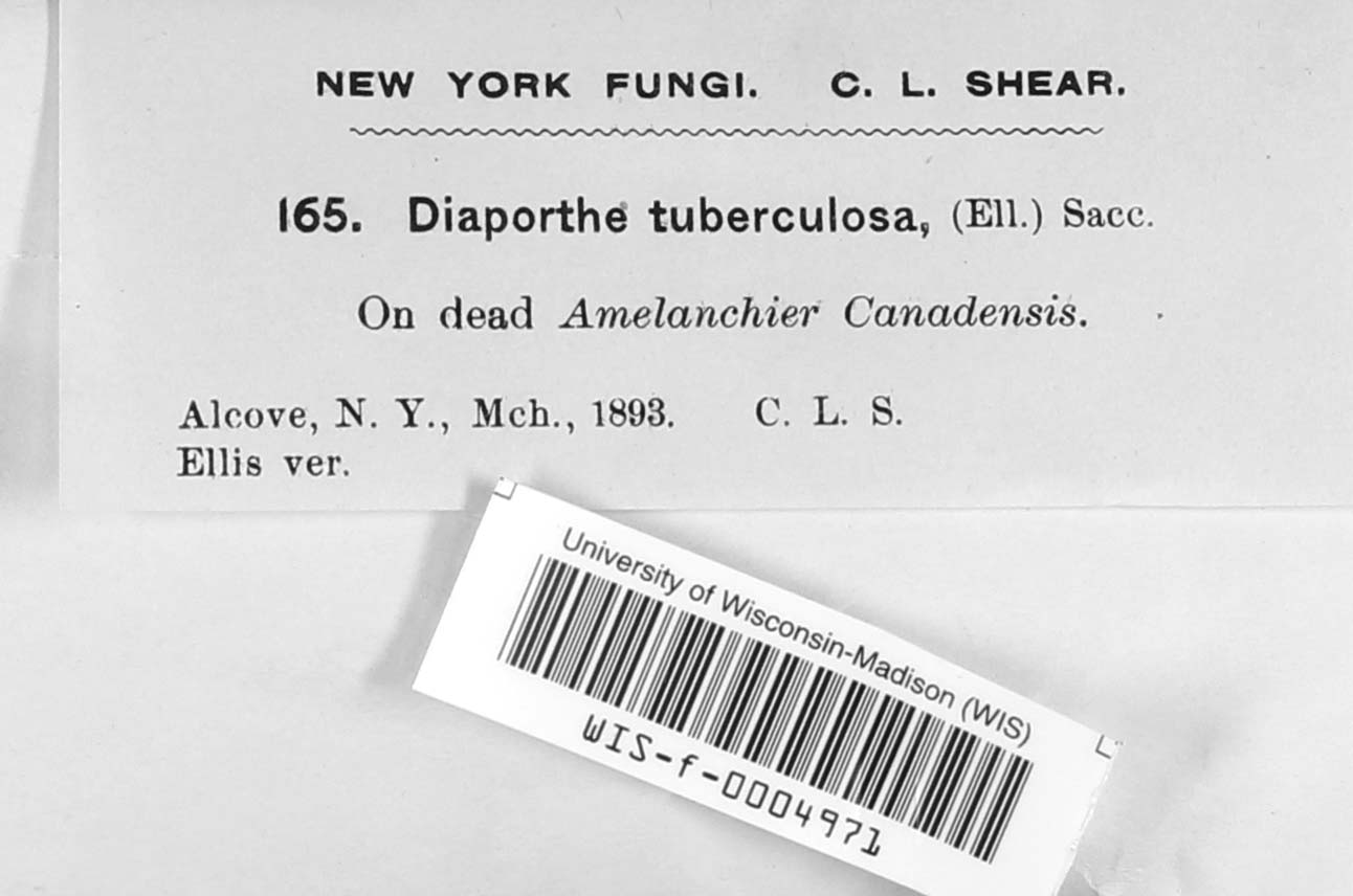 Diaporthe tuberculosa image
