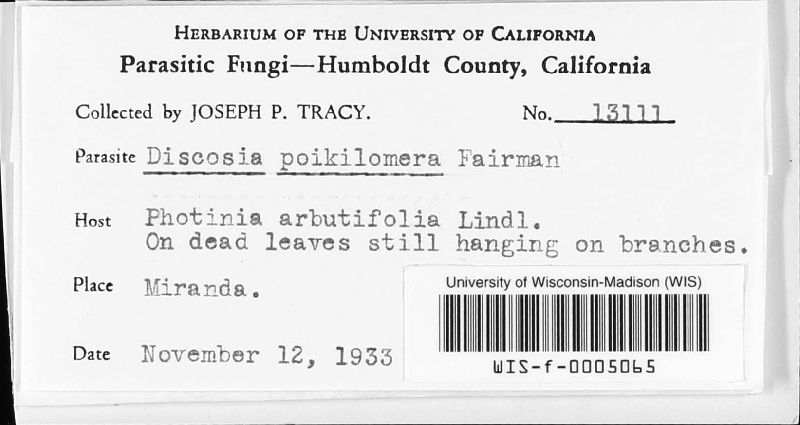 Discosia poikilomera image