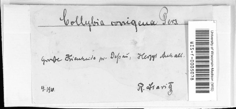 Strobilurus conigenus image